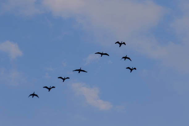 istock Little cormorant flying in the sky 1140187137