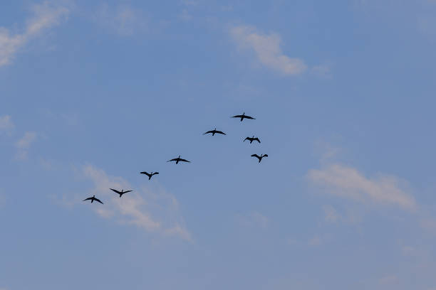 istock Little cormorant flying in the sky 1140187146