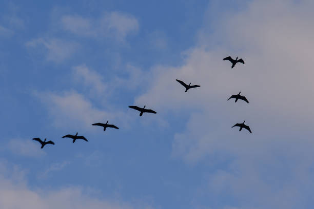 istock Little cormorant flying in the sky 1140187236