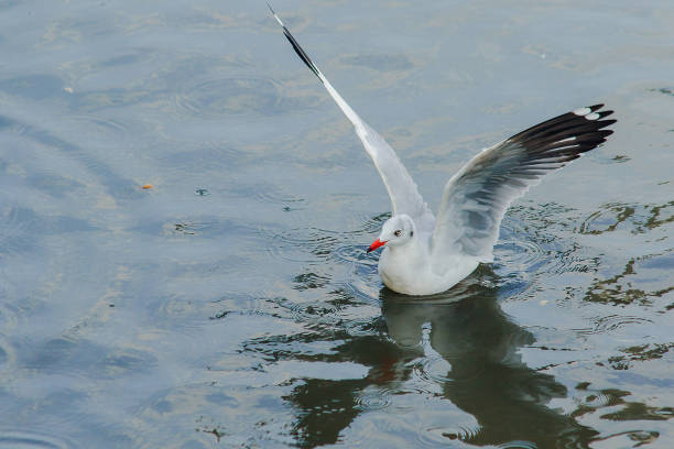 istock Seagulls are in the water 1140189088