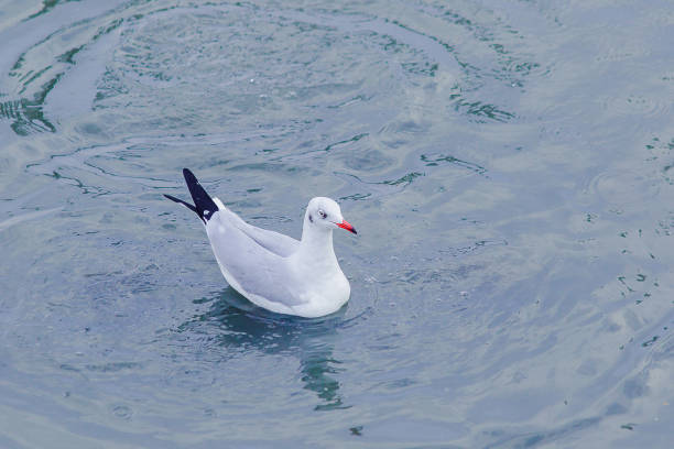 istock Seagulls are in the water 1140189132