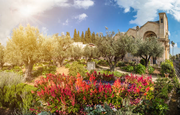 Gethsemane garden Gethsemane garden, Mount of Olives, Jerusalem, Israel garden of gethsemane stock pictures, royalty-free photos & images