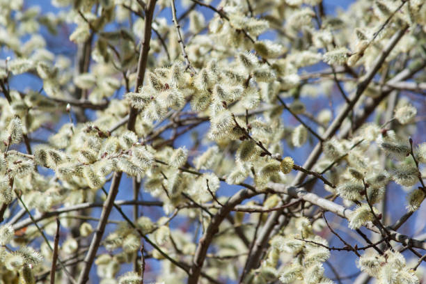 istock Willow flowers pussy branches, soft early spring background. 1140190110