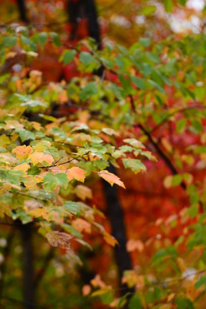 istock Autum, trees in full color 1140193714
