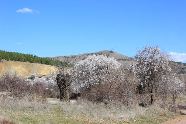 istock Trees picture on sunny day 1140193763