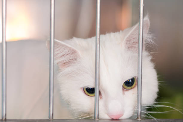 istock white cat in the cage 1140193954
