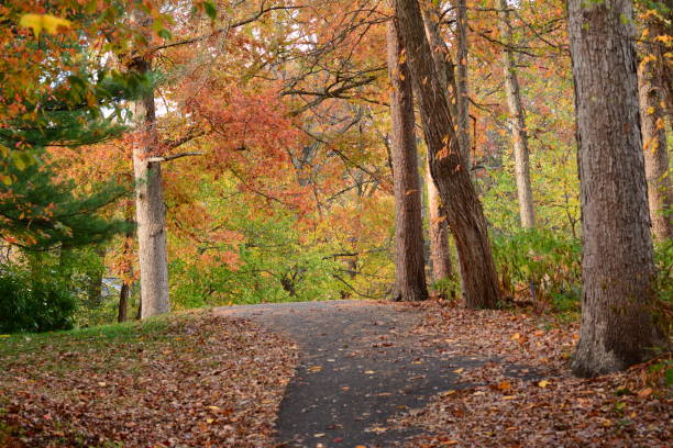 istock Autum, trees in full color 1140193994