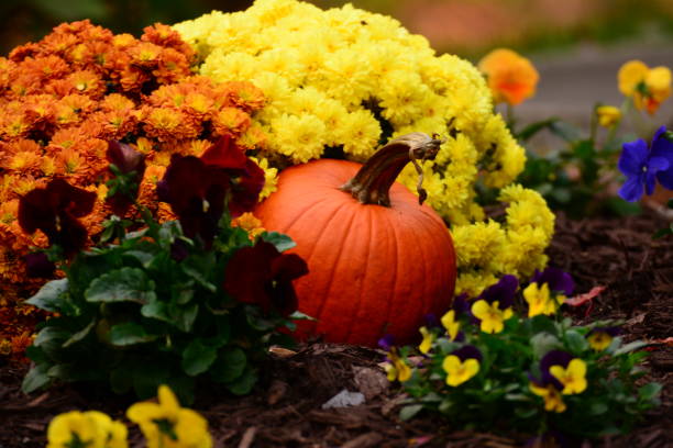 istock Autum, trees in full color 1140194931