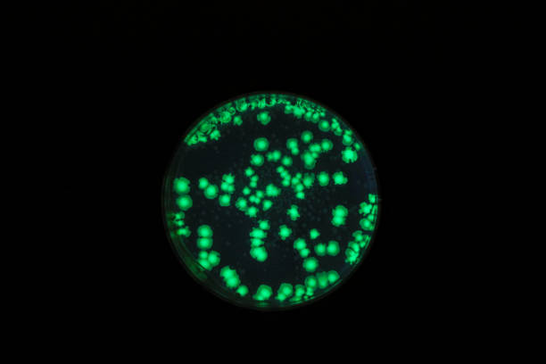 grüne fluoreszierende gentechnisch veränderte bakterien auf einer petrischale. - genetic research e coli petri dish genetic modification stock-fotos und bilder