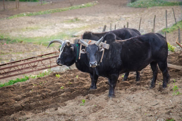 istock Two bullock standing in the field 1140195505