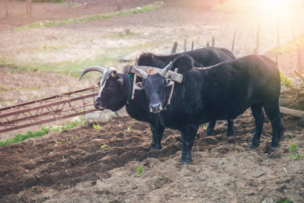 istock Two bullock standing in the field 1140195515