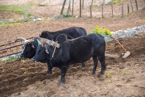 istock Two bullock standing in the field 1140195536