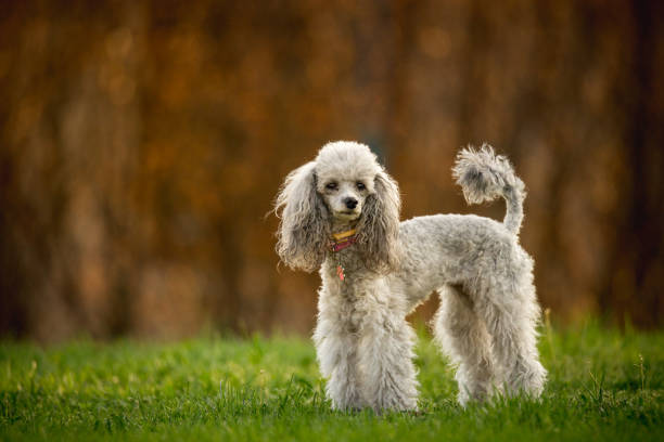 istock Silver Toy Poodle on the grass, brown background 1140196173