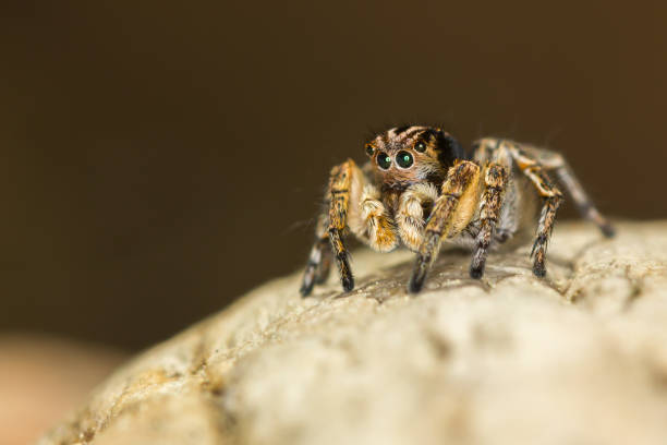 Macro closeup. Hyllus semicupreus Jumping Spider on a rock. This spider is known to eat small insects like grasshoppers, flies, bees as well as other small spiders. spider with prey stock pictures, royalty-free photos & images