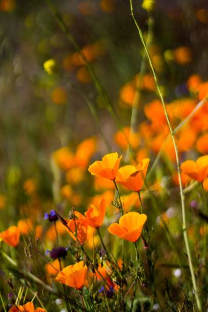 istock Poppy flowers from the fields in lake Elsinore 1140201247