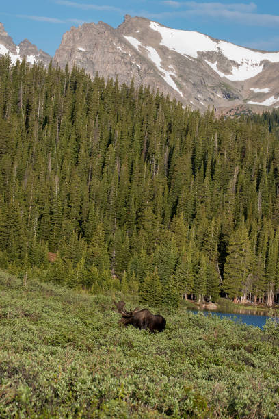 istock Bull Moose in velvet grazing at sunrise 1140201683