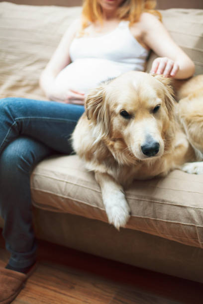 istock Pregnant woman with dog 1140201792