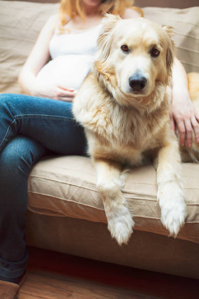 istock Pregnant woman with dog 1140201827