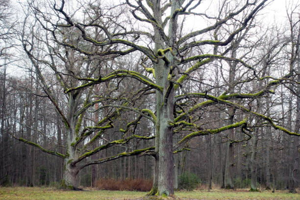 istock Old oak trees in a park without leaves, branches overgrown with moss 1140201976