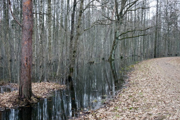 istock forest in early spring, trees in the water 1140201984