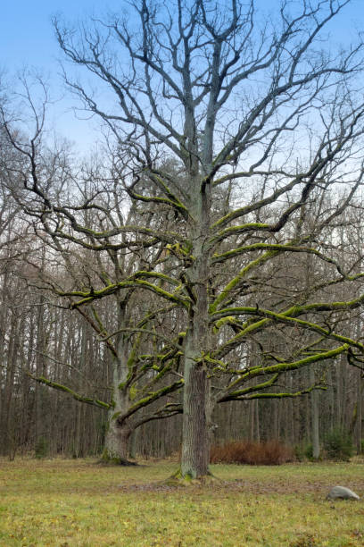 istock Old oak trees in a park without leaves, branches overgrown with moss 1140201986