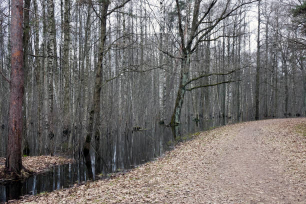 istock Birch forest in early spring, trees in the water 1140201989