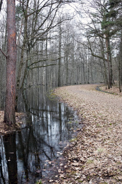 istock forest in early spring, trees in the water 1140202004