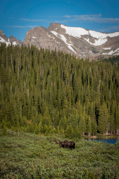 istock Bull Moose in velvet grazing at sunrise 1140202189