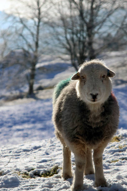 herdwick 羊 - herdwick sheep ストックフォトと画像