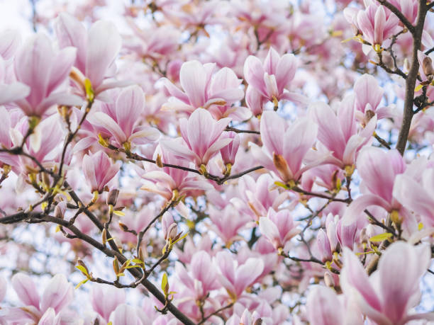 istock Beautiful flowering Magnolia pink blossom tree. 1140204007