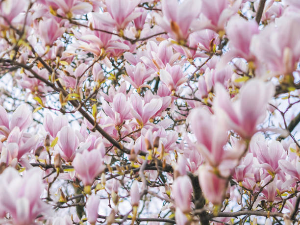 istock Beautiful flowering Magnolia pink blossom tree. 1140204793