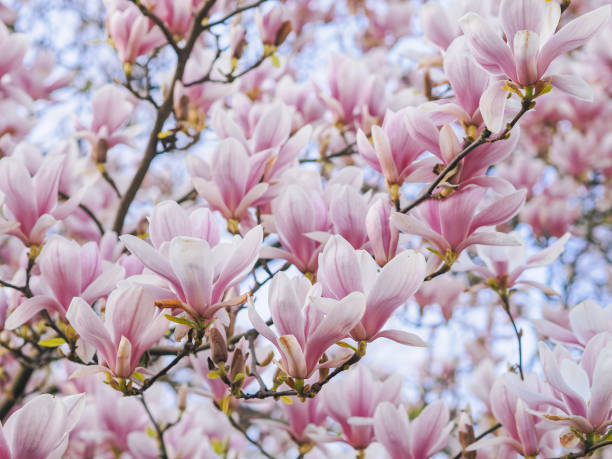 hermosa floración árbol de flor rosa de magnolia. - tree magnolia vibrant color close up fotografías e imágenes de stock