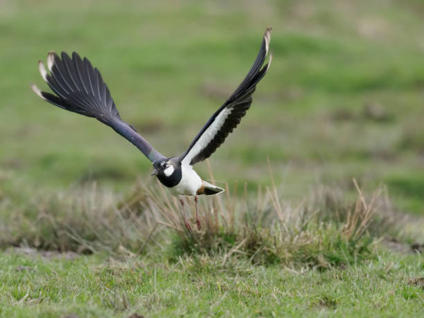 el ala del norte, vanellus vanellus - lapwing fotografías e imágenes de stock