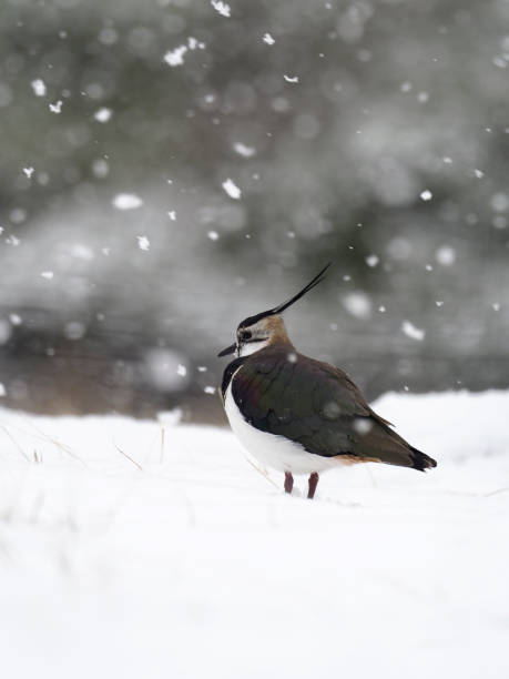 istock Northern lapwing, Vanellus vanellus 1140205445