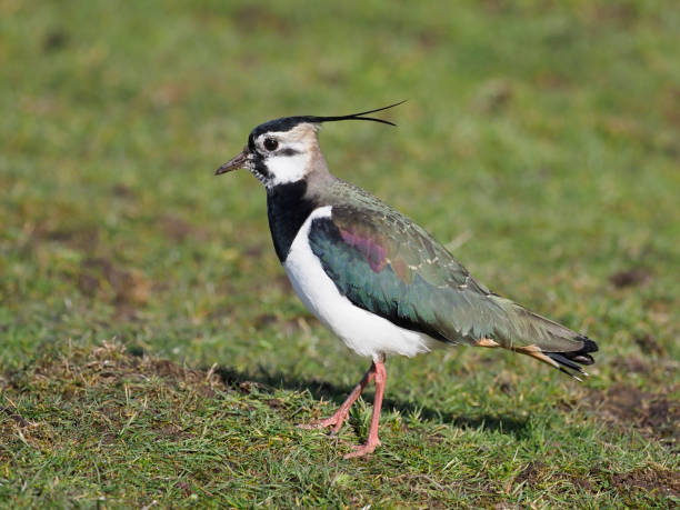istock Northern lapwing, Vanellus vanellus 1140205459