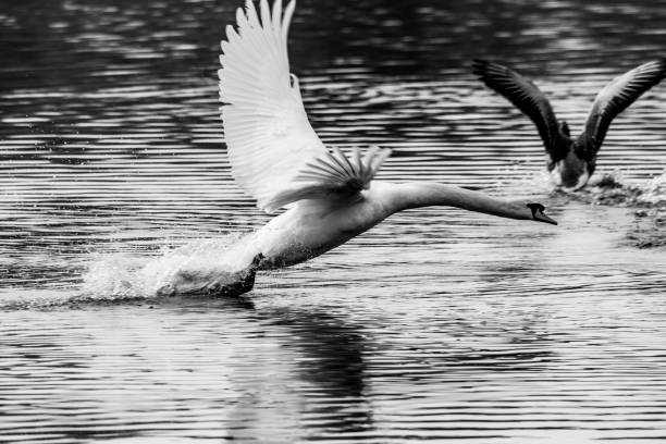 istock Angry aggressive mute swan  (Cygnus olor) chasing greylag geese (anser anser) 1140205619