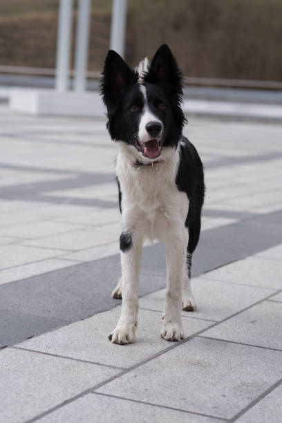 istock Cute black and white Border Collie 1140206629