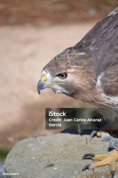 Ojo Foto de stock y más banco de imágenes de Animales cazando - Animales cazando, España, Familia de los halcones