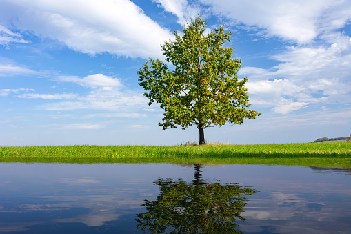 Beautiful lonely oak on the background of blue sky and clouds is reflected in the water of the lake on a sunny day (mixed).