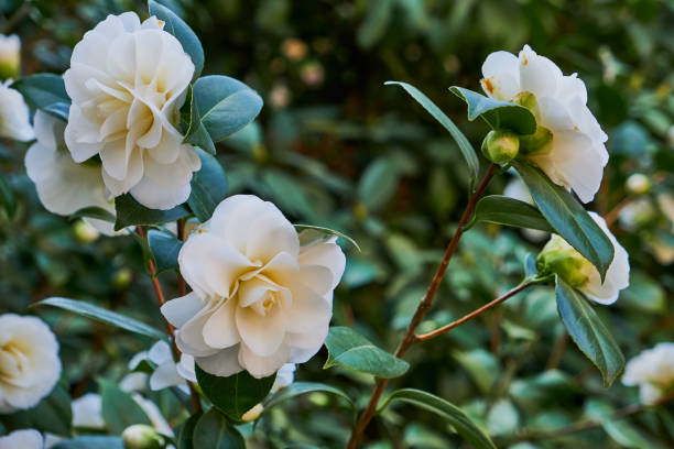 white camellia blooming on a green bush stock photo