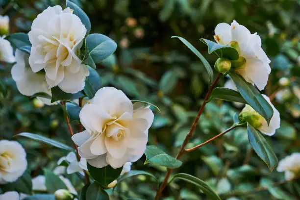 Blossoms of white camellia , Camellia japonica on a green bush