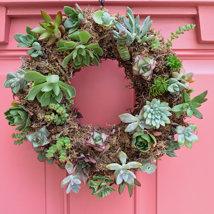 Closeup of live succulent wreath on pink door, square format