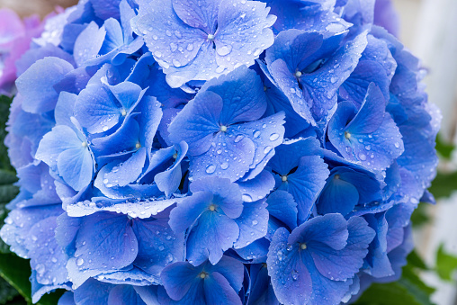 Blue colored hydrangea flowers in bloom, June 2023