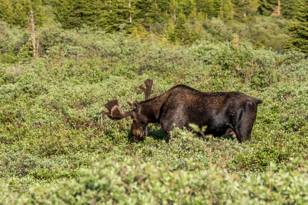 istock Bull Moose in velvet grazing at sunrise 1140209377