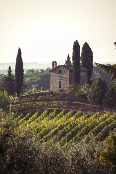 istock Spectacular view with italian autumn vineyard fields in tuscany 1140209389