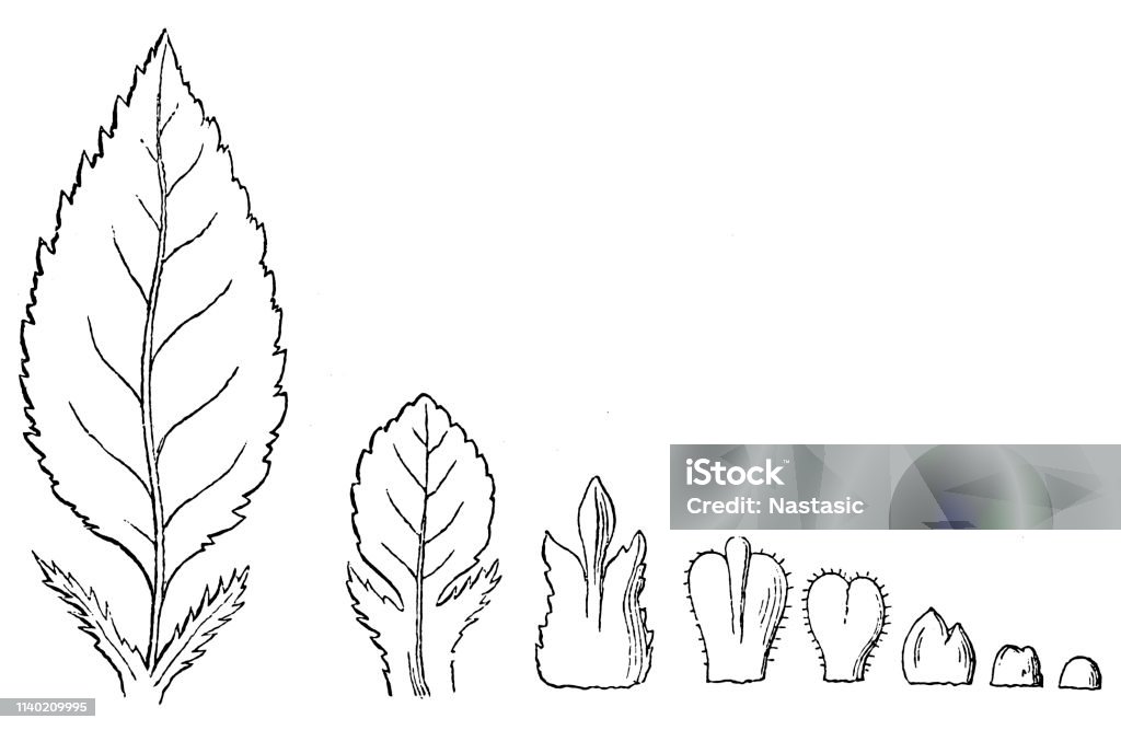 Cherry leaf in the order of its stages of development Illustration of a Cherry leaf in the order of its stages of development Agriculture stock illustration