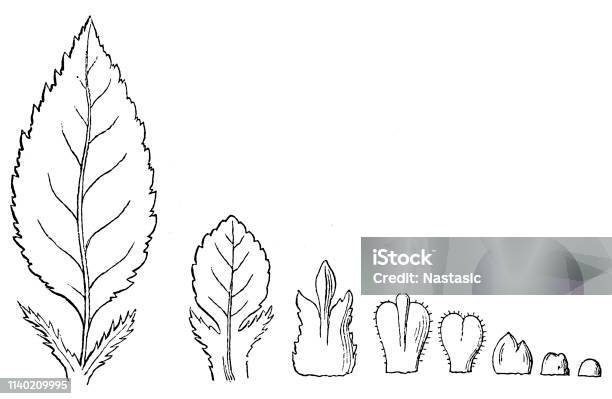 Cherry Leaf In The Order Of Its Stages Of Development Stock Illustration - Download Image Now