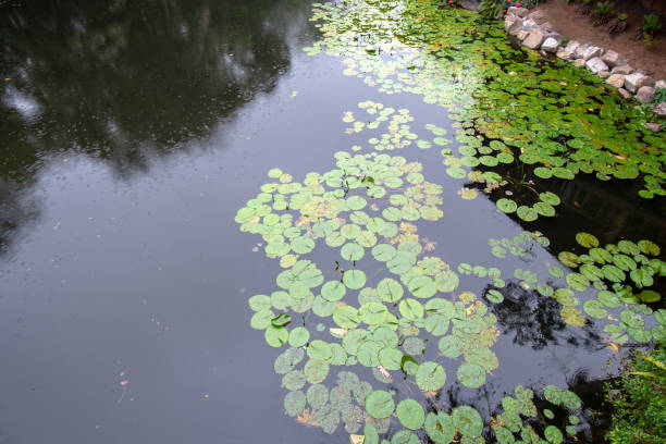 istock Water lilies in a pond 1140210002