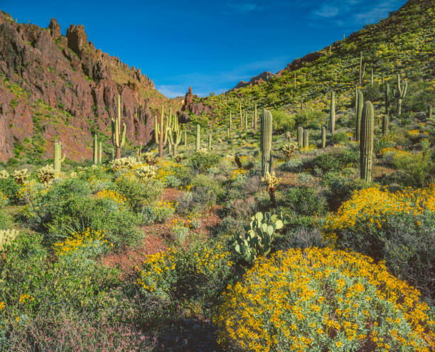 istock SPRINGTIME NEAR THE SUPERSTITION MOUNTAINS PHOENJIX, AZ 1140210052