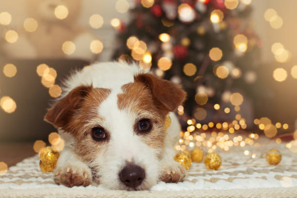 istock JACK RUSSELL DOG UNDER CHRISTMAS TREE LIGHTS. 1140210058